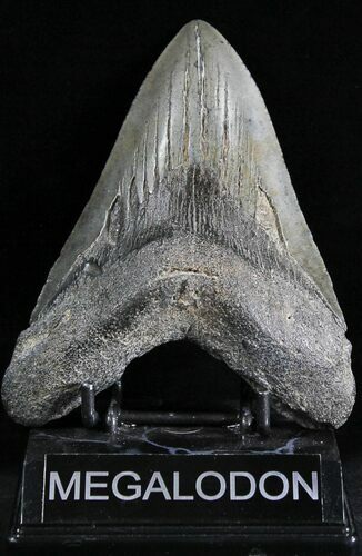 Fossil Megalodon Tooth - South Carolina #28410